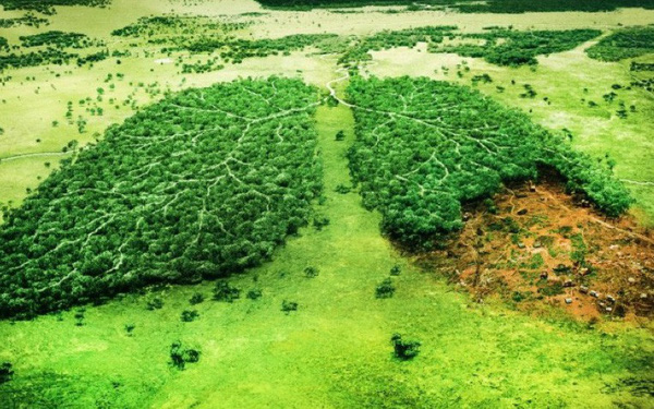 Ecología: se tendrá que plantar unos 4 mil millones de árboles en una década