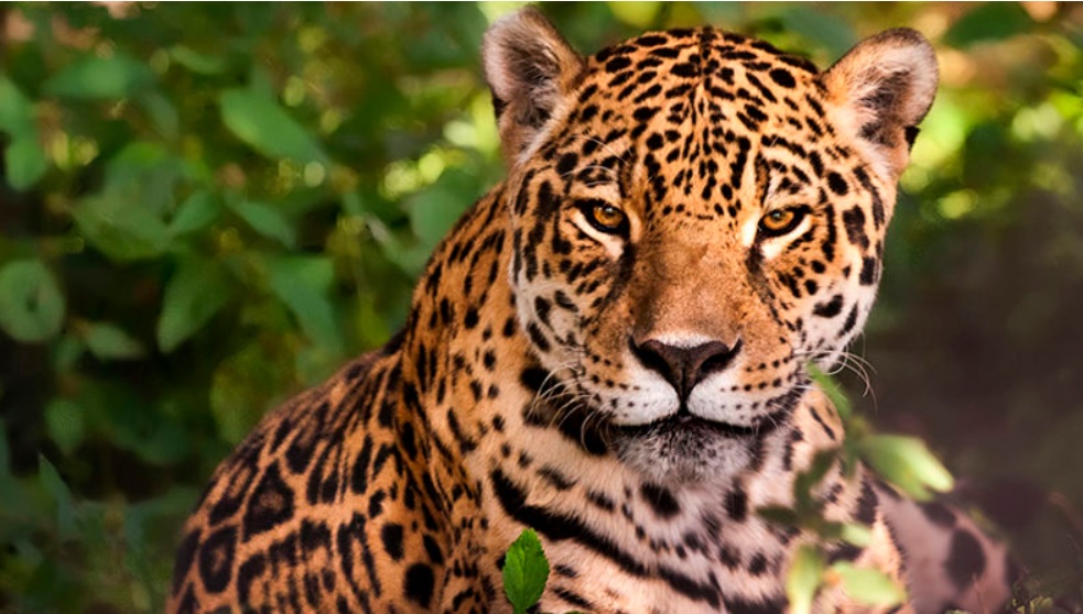 Hoy se celebra el Día Internacional y Provincial del Yaguareté