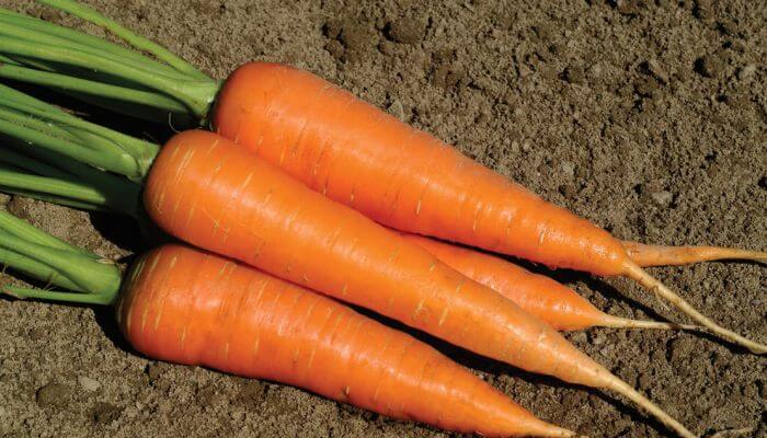 Los doce beneficios de consumir zanahoria