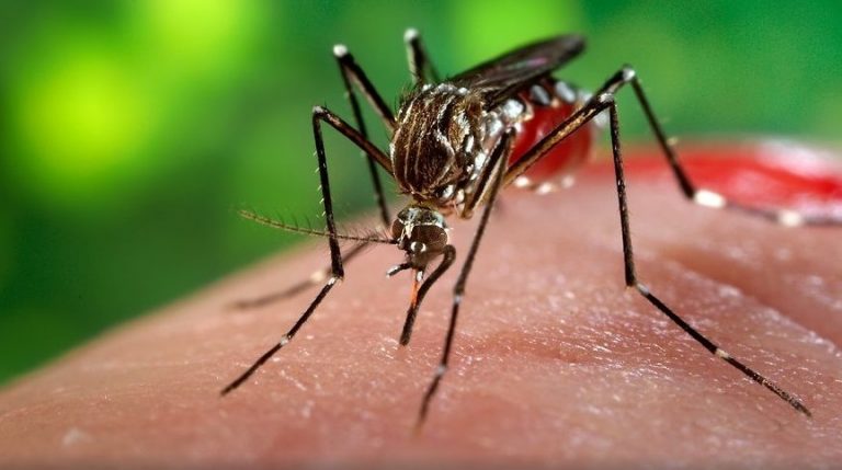Región en alerta: advierten progresivo aumento de casos de dengue en Paraguay