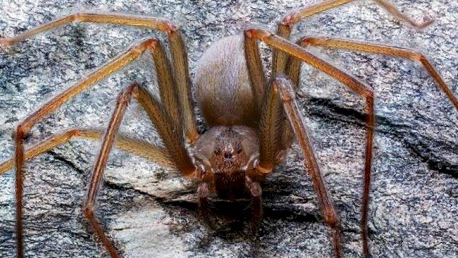 Temible araña venenosa: su mordida hace que se pudra la carne humana