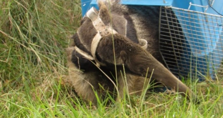 Región: llegaron 4 osos hormigueros a los Esteros del Iberá