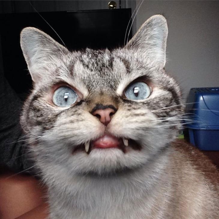 Redes: la “gata vampiro” que hipnotiza a todos