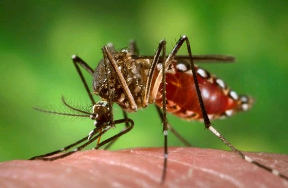 Dengue: ascienden a 13 los casos positivos en Corrientes