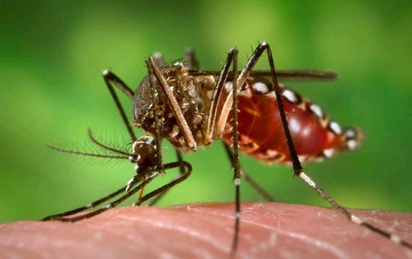 Dengue: en Paraguay aseguran que "la epidemia llegaría a su pico en febrero"