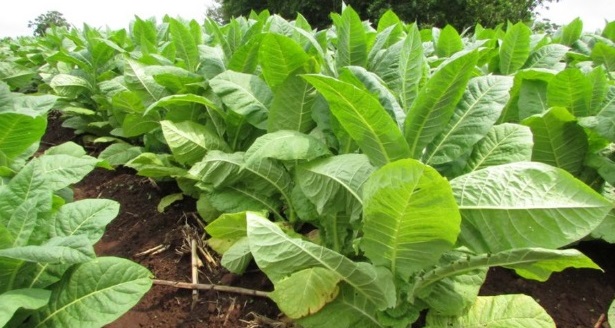 El jueves 30 pagarán más de 200 millones de pesos a productores tabacaleros