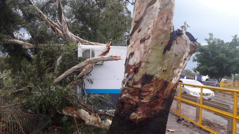 Clorinda: temporal de lluvia y viento causó serios destrozos
