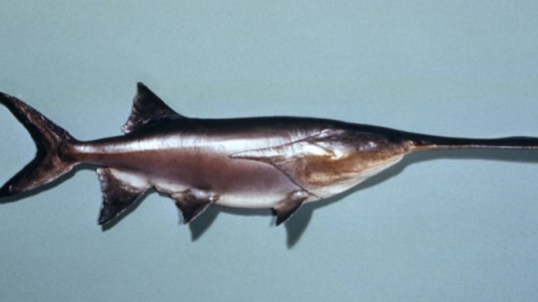 Declararon el primer animal extinto del 2020: el pez remo gigante