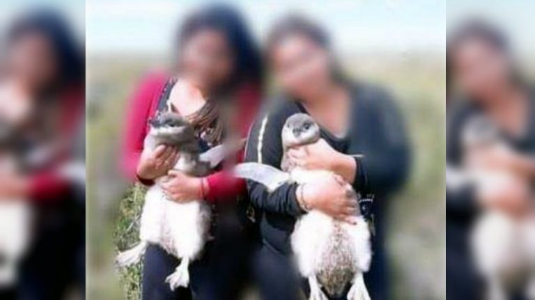 Santa Cruz: se sacaron una foto con pingüinos en una reserva y el gobierno de los demandará