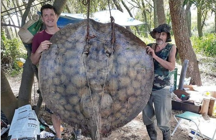Río Paraná: pescaron una raya de más de 150 kilos