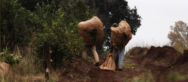 Solo el 17% de los trabajadores rurales está registrado en Argentina