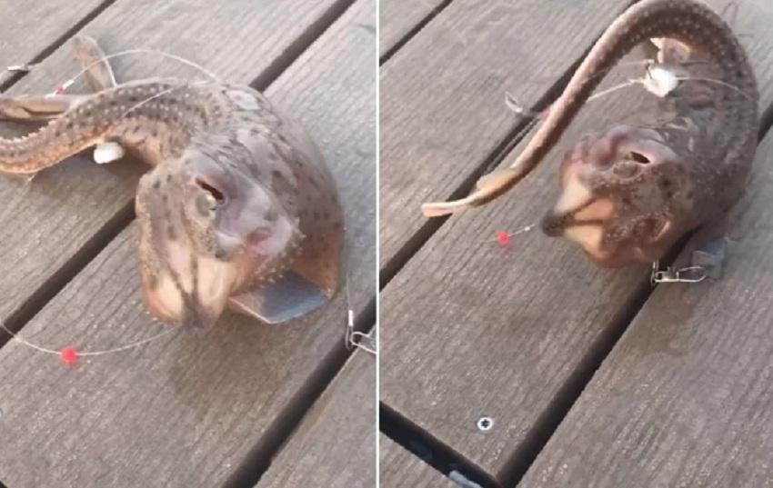 Redes: descubren una extraña criatura marina y el video se volvió viral 