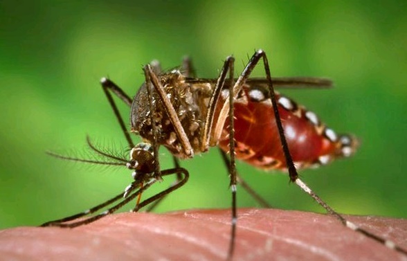Dengue: Corrientes, una de las provincias con más casos positivos en la región del Litoral