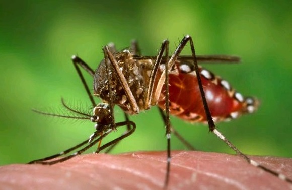 Dengue en Corrientes: ascienden a 22 los casos positivos