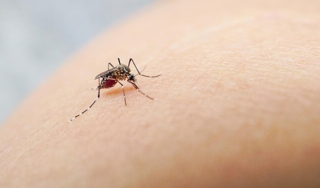 Buenos Aires: confirmaron muerte de un hombre por dengue y una mujer por sarampión