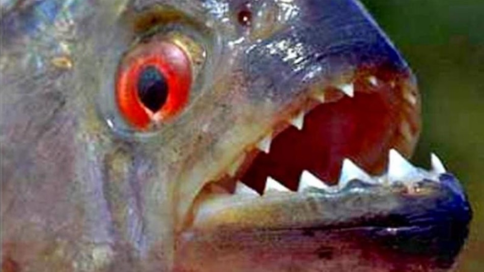 Hoy se realiza el Campeonato Internacional de Pesca de la Piraña