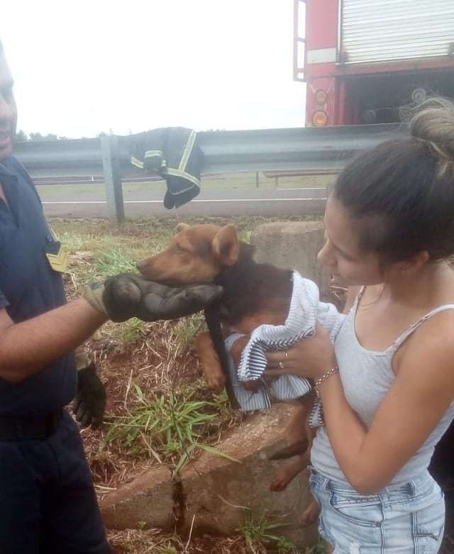 Garupá: rescataron a un cachorro que cayó a una alcantarilla