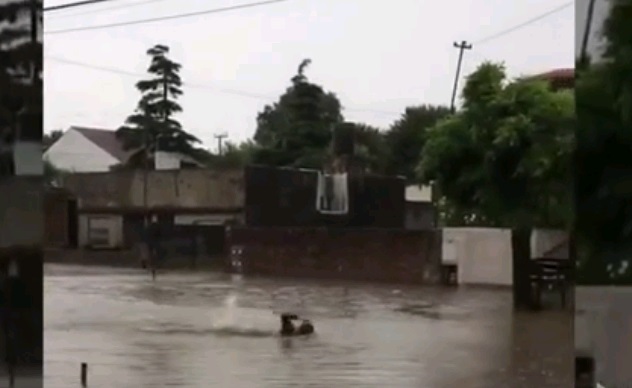 Viral: tras temporal en Mar del Plata, "inundado" nadó en plena calle