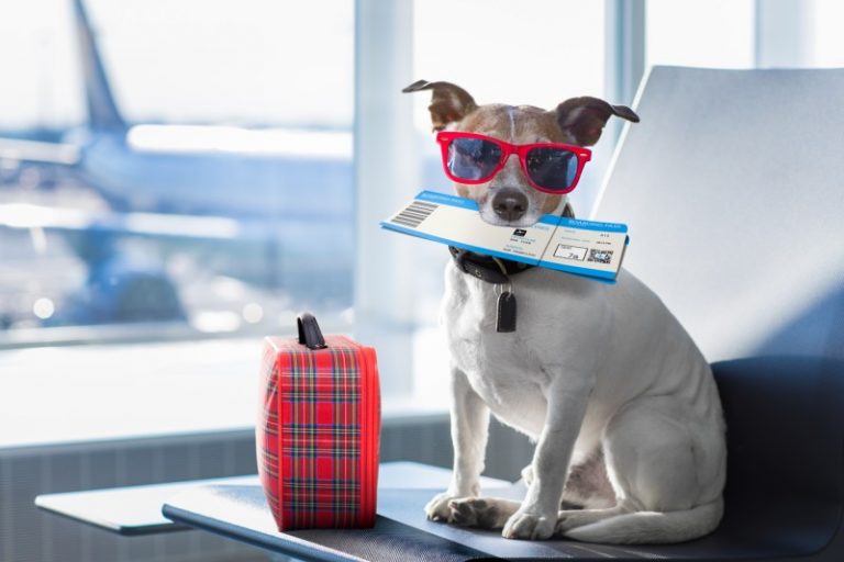 Modo vacaciones: volar en avión con una mascota puede salir hasta $45.000