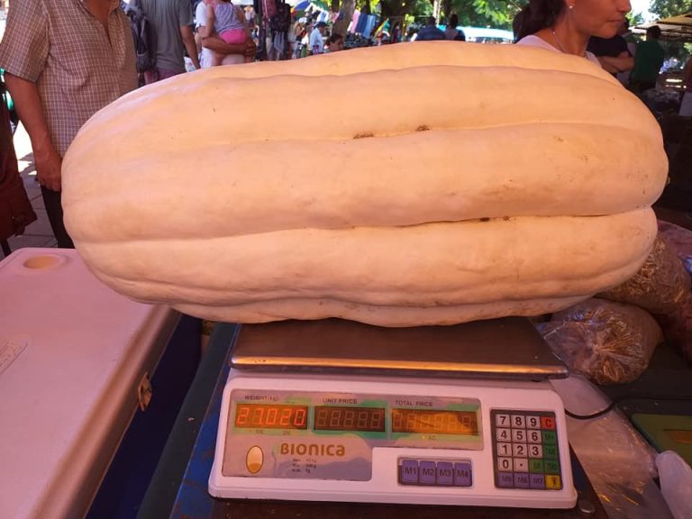 Productor de Panambí cosechó un zapallo de más de 27 kilos