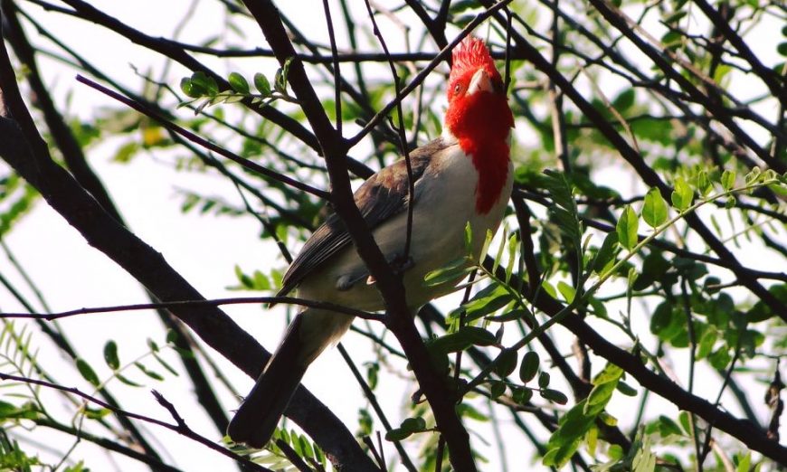 Paseo gratuito con observación de aves en la Reserva Itá