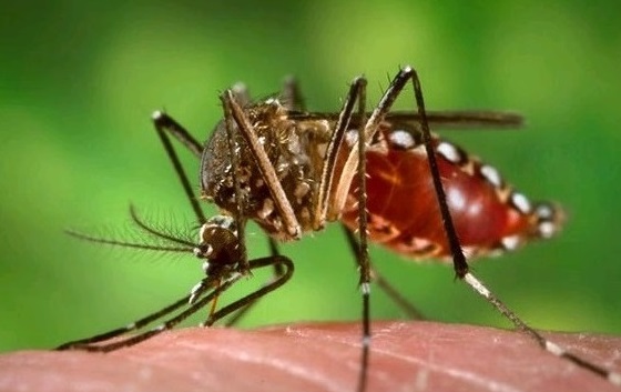 Aseguran que Corrientes es la provincia del NEA con más casos positivos de dengue