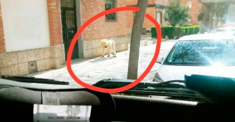 Insólito: un hombre salió disfrazado de perro para violar la cuarentena en España