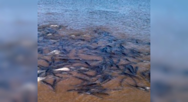 Paso de la Patria: cientos de peces reaparecen en el río Paraná por la cuarentena