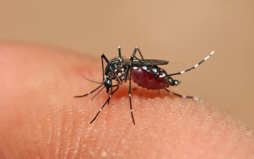 Dengue: hay más de 4 mil casos sospechosos y 748 confirmados en el país