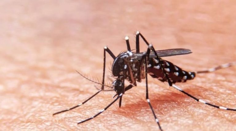 Misiones registra 200 casos positivos de dengue