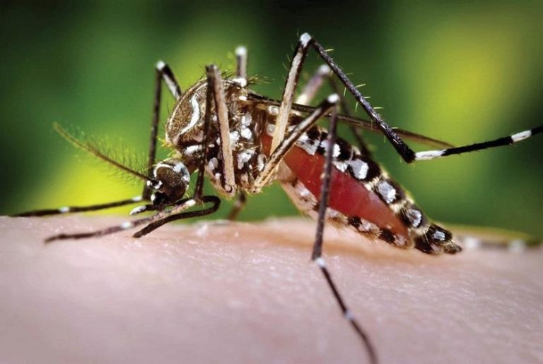 Epidemia: el dengue gana terreno en el país
