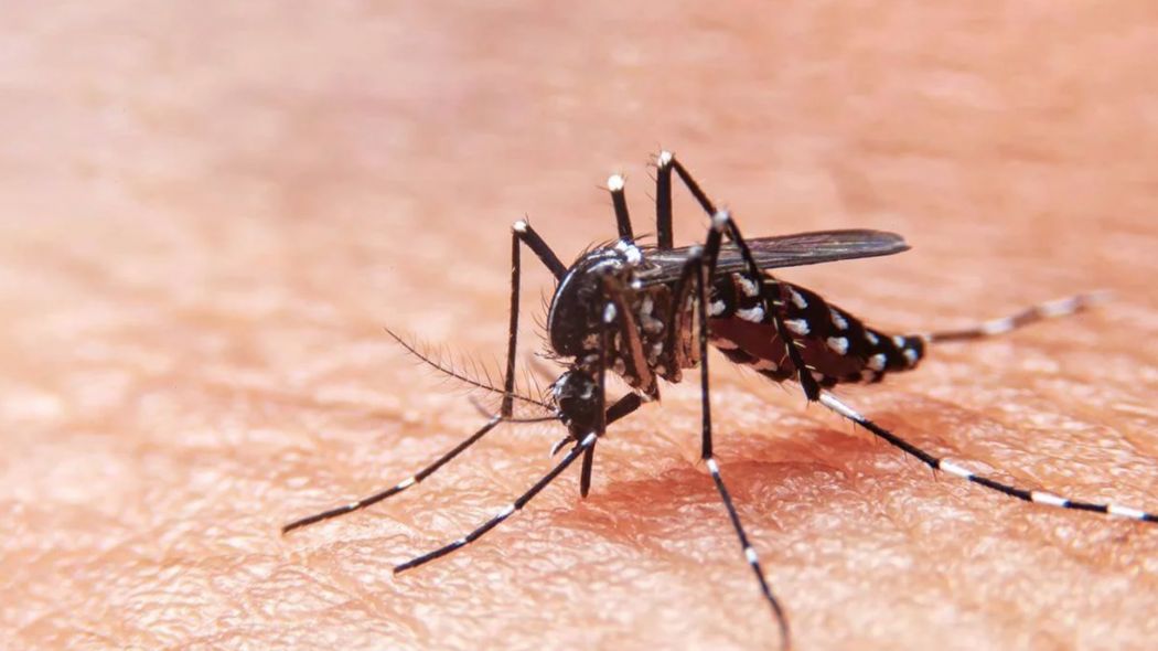Salud confirmó que existen unos 680 casos de dengue en el país