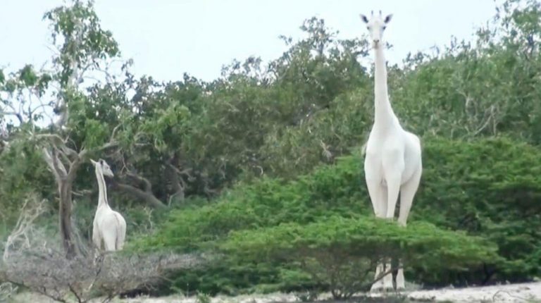Mataron a una jirafa blanca y a su cría: ahora solo queda un ejemplar en el mundo