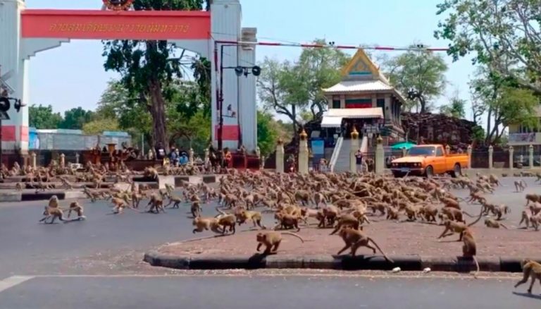 Tailandia y el coronavirus: ciudades vacías y cientos de monos hambrientos en las calles