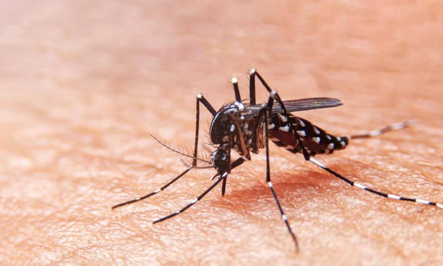 Dengue en Misiones: 8.688 casos sospechosos, 1.494 descartados y 300 confirmados