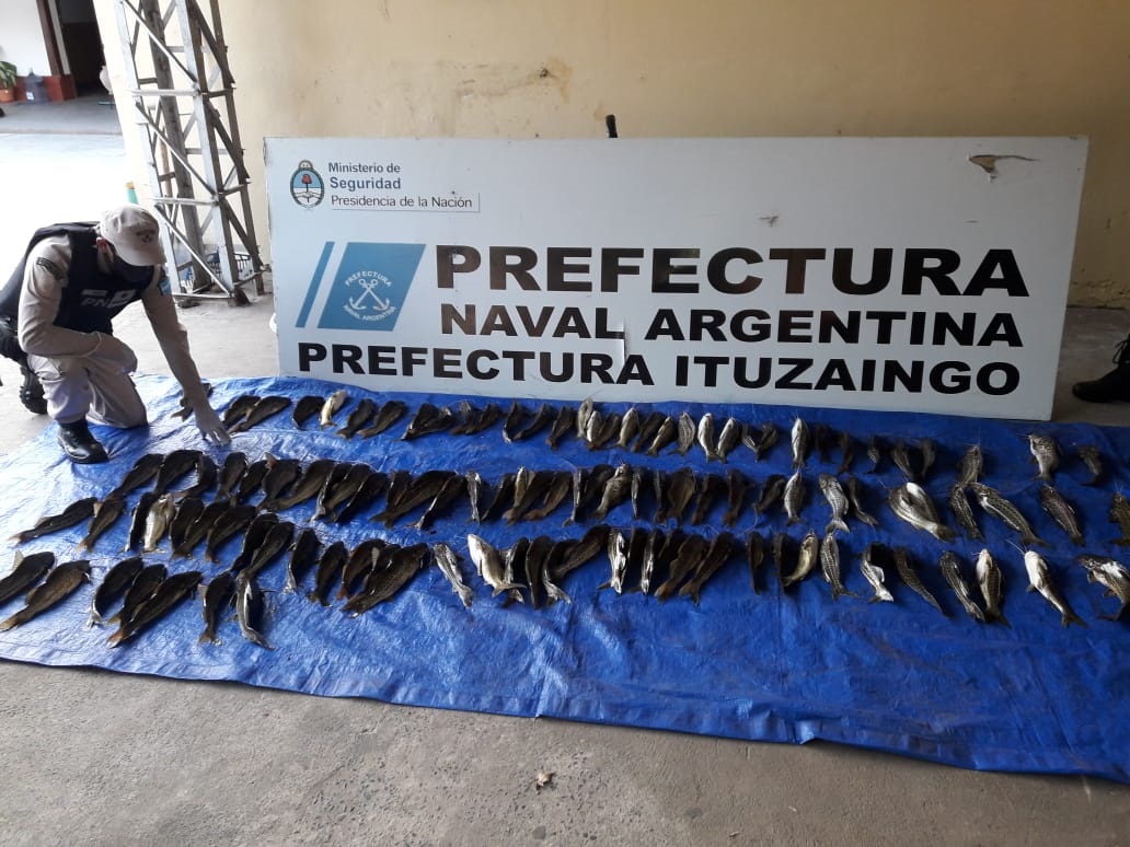 En plena cuarentena, secuestraron más de 100 ejemplares de bagre en Ituzaingó