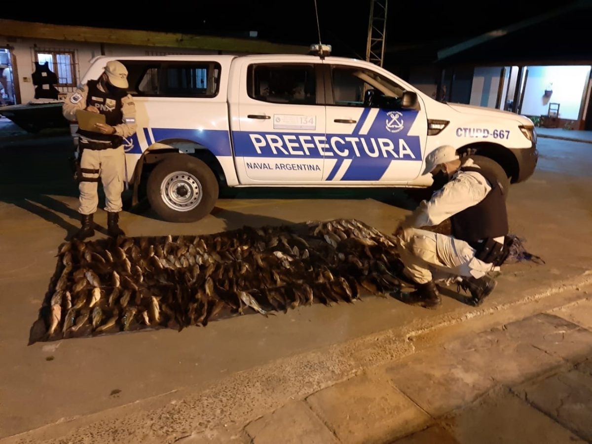 En plena cuarentena, secuestraron más de 100 ejemplares de bagre en Ituzaingó 1 2 - bagres2 - 1