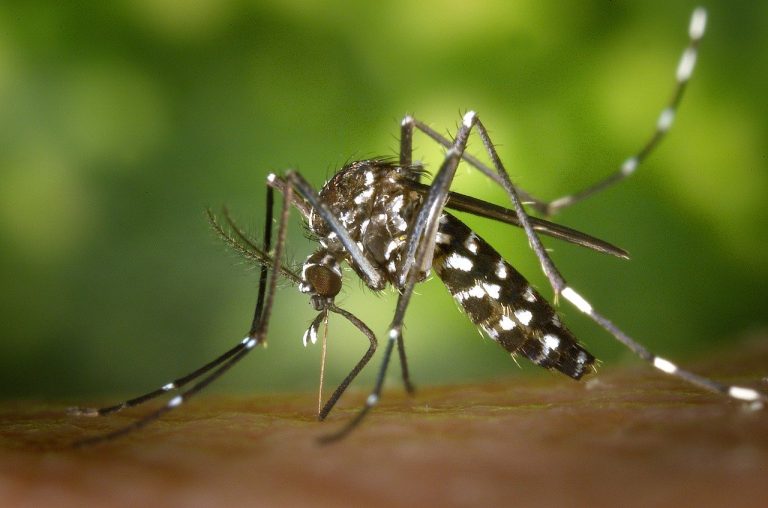 Desde agosto, fueron confirmados más de 14 mil casos de dengue en el país