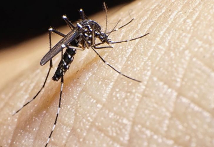 Dengue en Misiones: 291 confirmados, 1.385 descartados y 8.178 sospechosos
