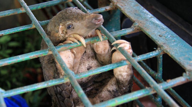 La ONU pide prohibir el mercado de animales salvajes