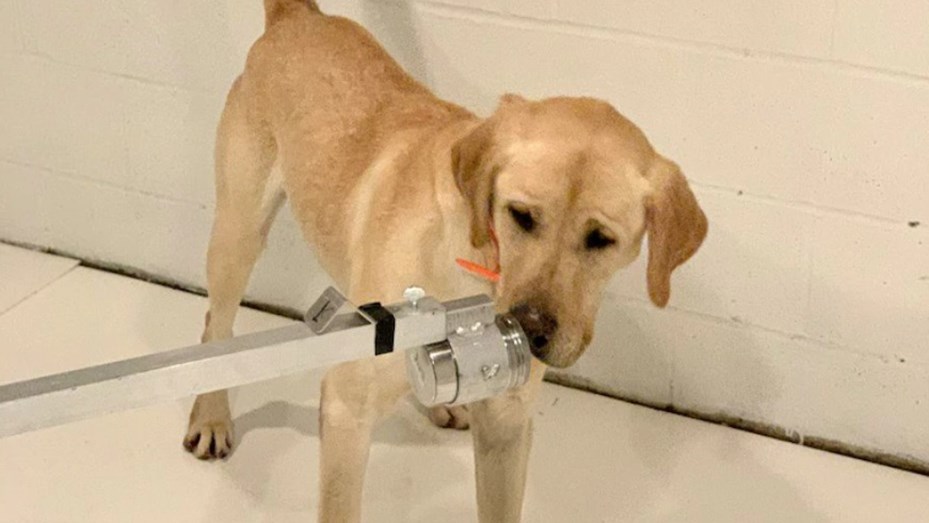 Entrenan a perros para que detecten a personas con coronavirus