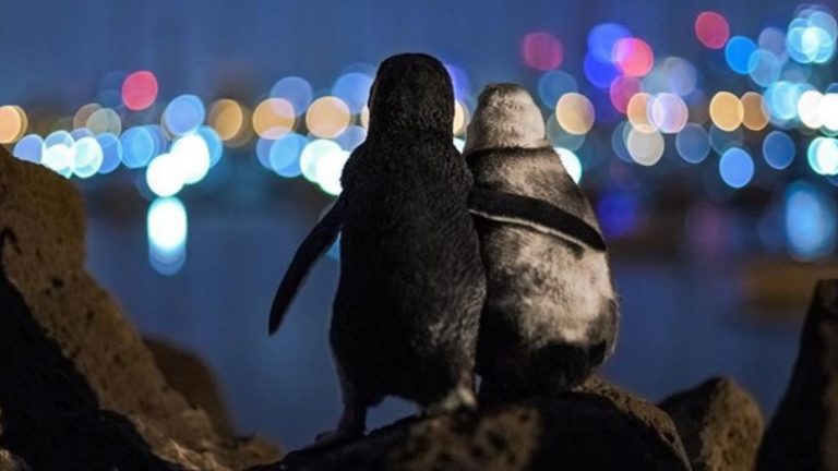 Pingüinos se abrazan y miran el horizonte: postal para "estos tiempos oscuros"