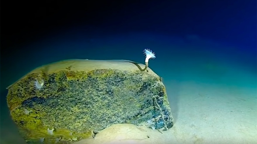 Rusia: un submarino autónomo llegó al punto más profundo de la Tierra y esto es lo que vio