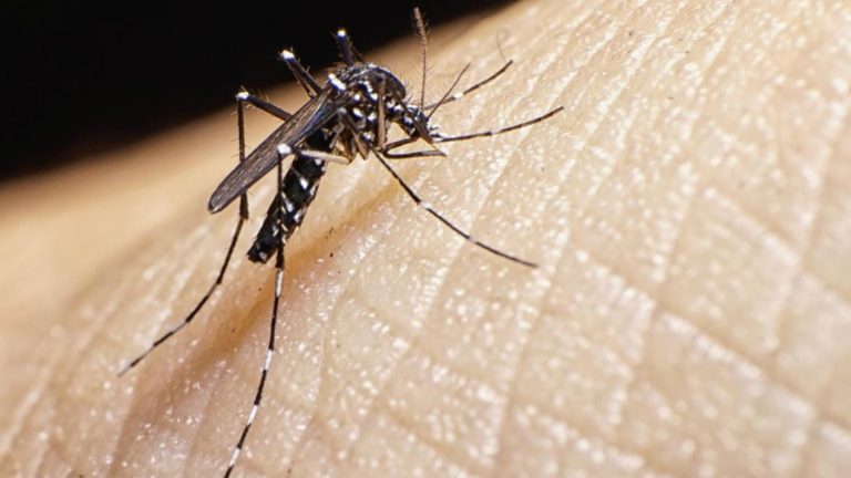 Dengue en Argentina:  desde agosto de 2019, reportaron 41 mil infectados y 24 muertes