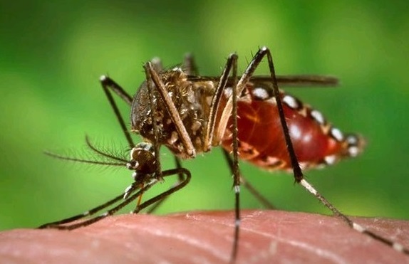 Dengue: con 13 nuevos casos, la cifra de infectados supera los mil en Corrientes