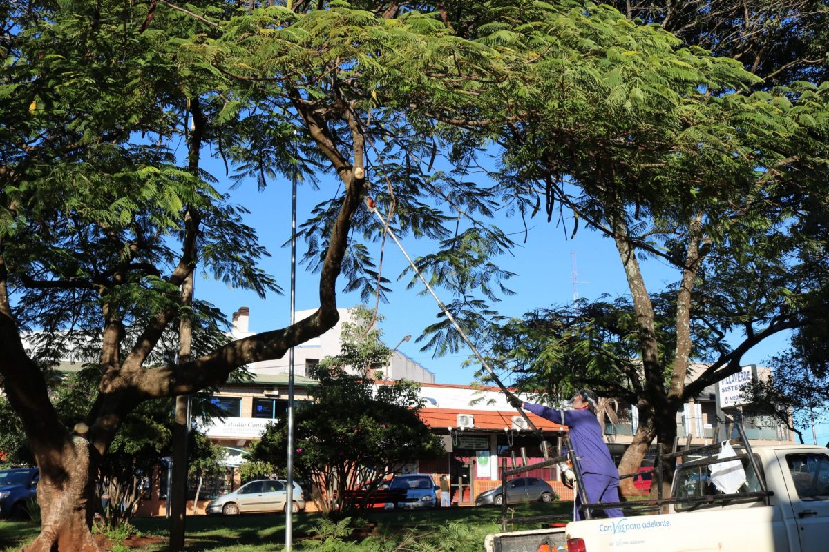 Realizan desmalezamiento y podas en espacios públicos de Oberá