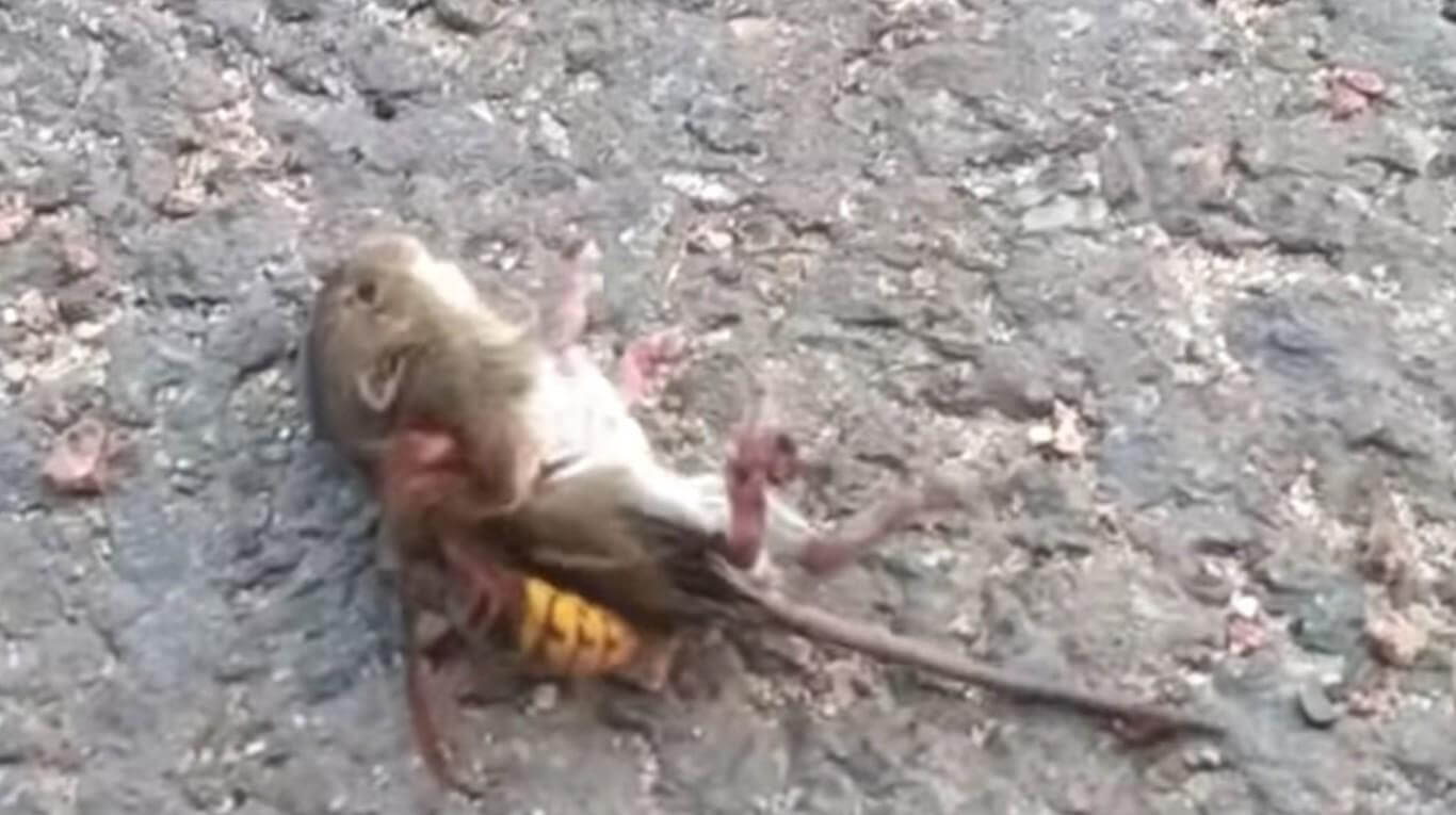 El momento en que un "avispón asesino" mata a un ratón en segundos