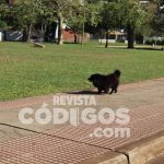 Costanera de Posadas: las caminatas recreativas tuvieron bastante movimiento 1 2 - caminatas 2 - 1