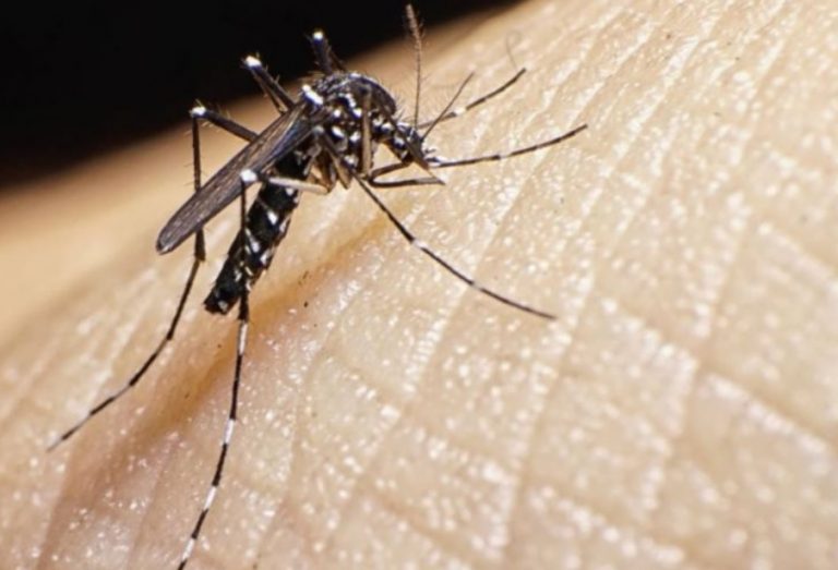 Dengue en Misiones: 9.452 casos sospechosos, 1.625 descartados y 325 confirmados