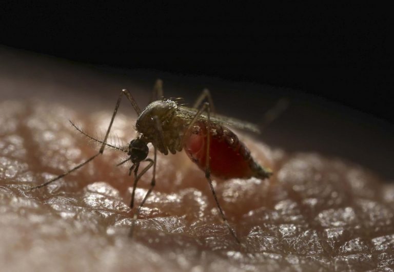 Dengue: ya hay más de 25 mil casos confirmados en el país
